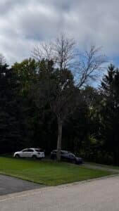 Emerald Ash Borer Infestation in Minnesota