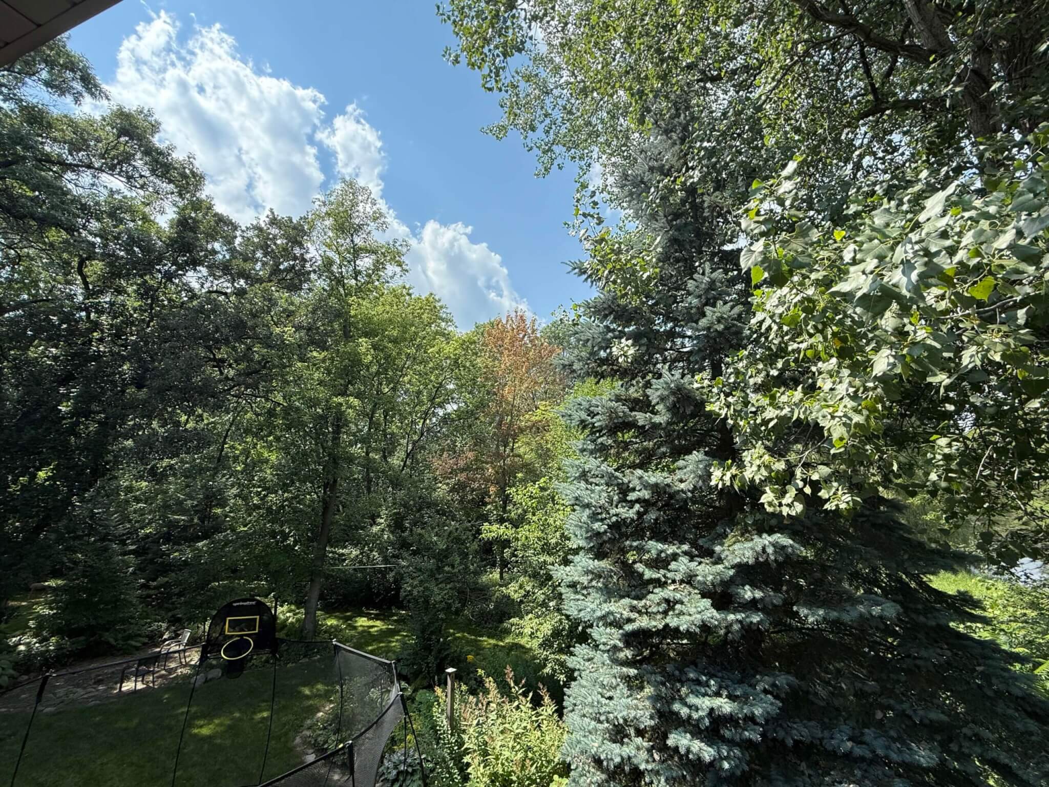 Minneapolis Tree Company stump grinding service in residential yard