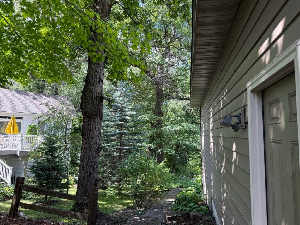 Top Tree Removal Mistakes Homeowners Make
