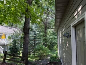 Top Tree Removal Mistakes Homeowners Make