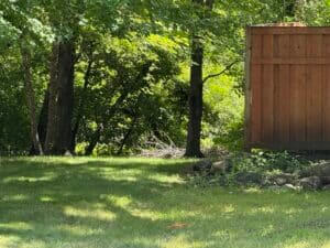Top Tree Removal Mistakes Homeowners Make