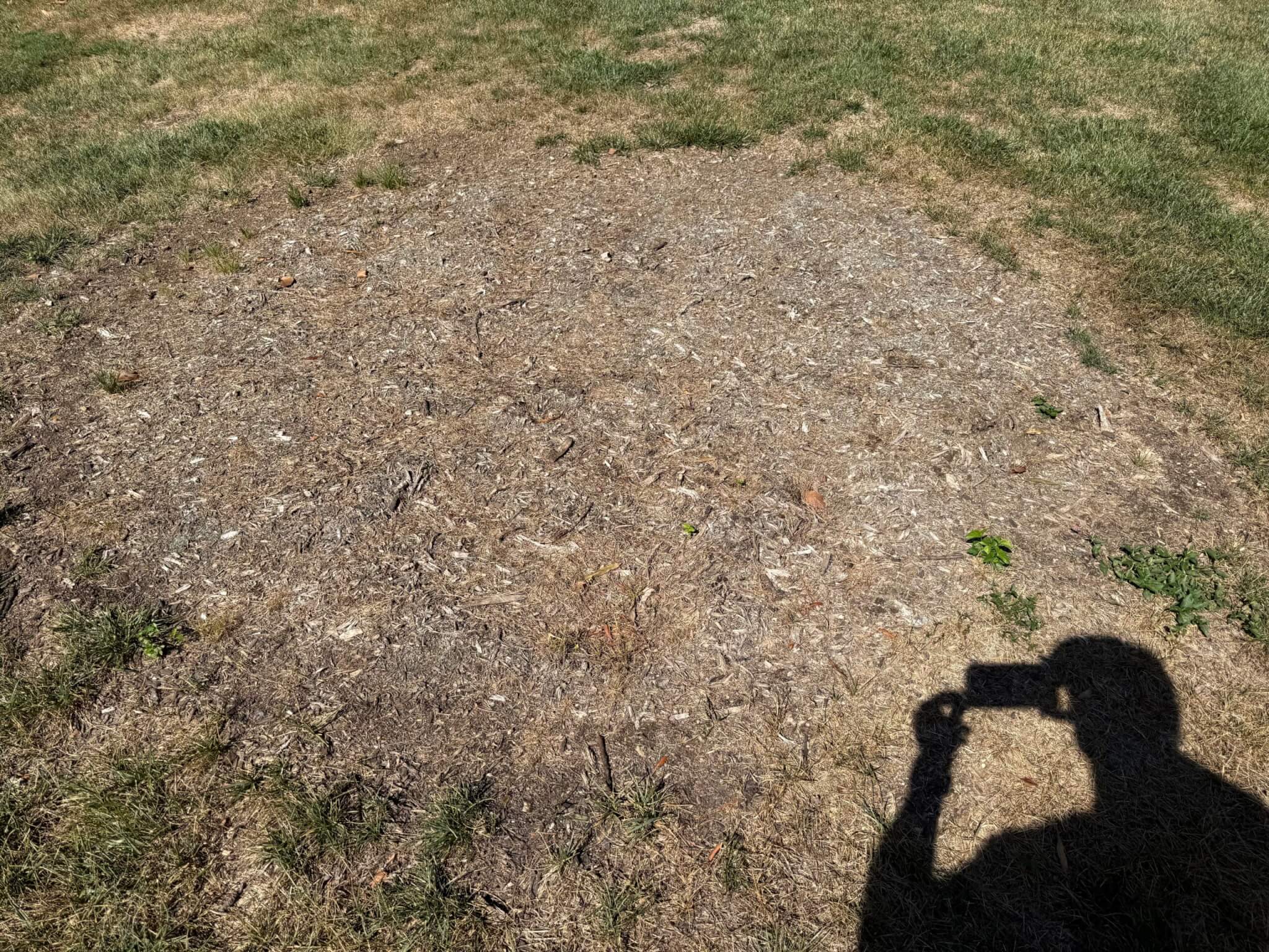 Minnesota Need Tree Removal