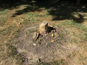 Top 7 Reasons Homeowners in Minnesota Need Tree Removal