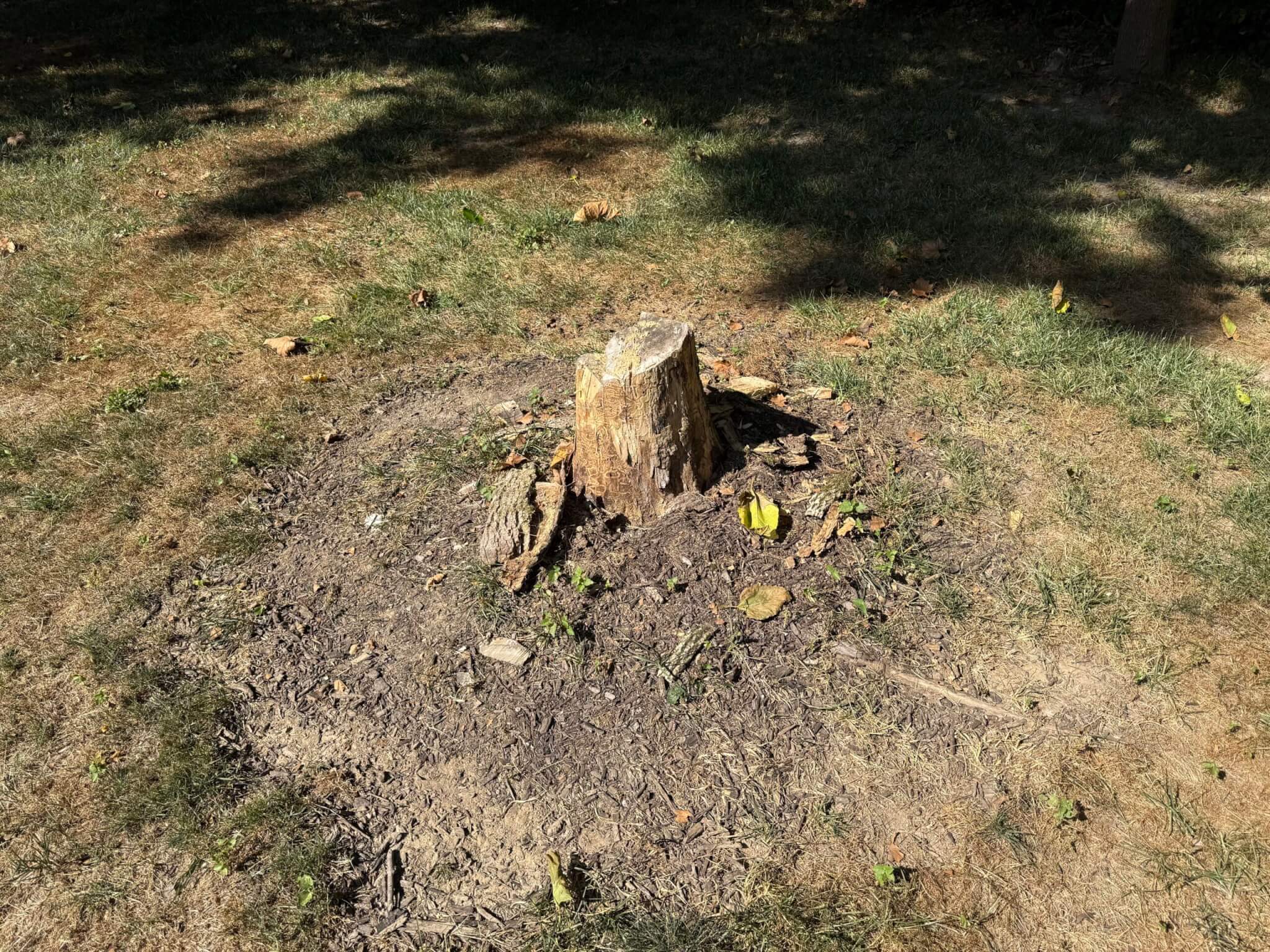Top 7 Reasons Homeowners in Minnesota Need Tree Removal