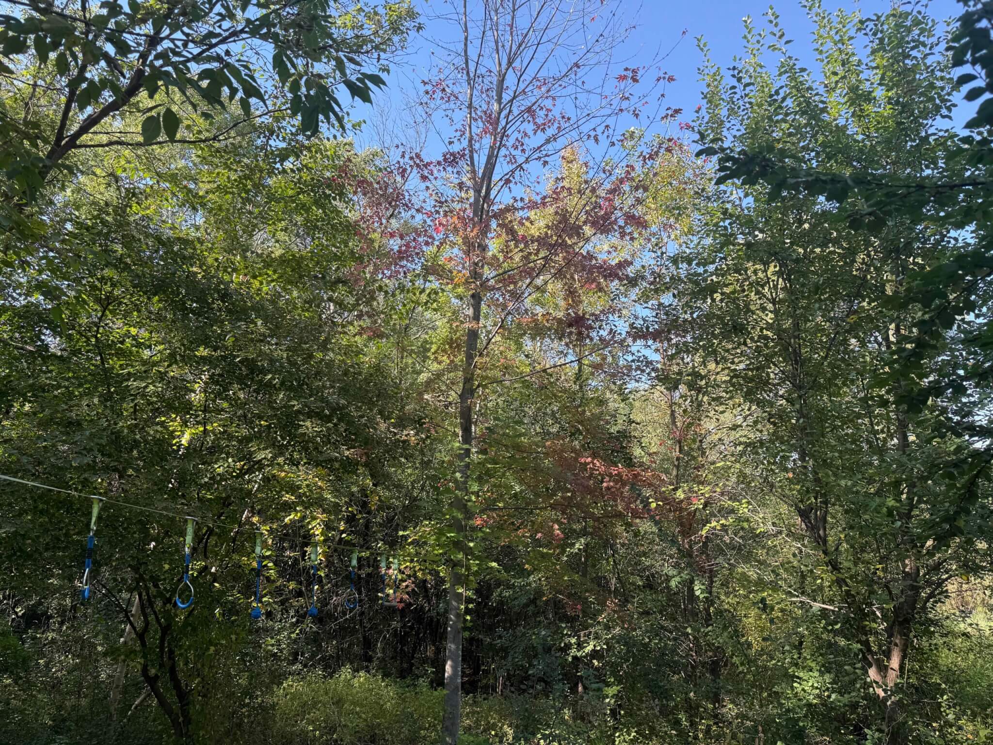 Certified arborist trimming tree in Watertown MN
