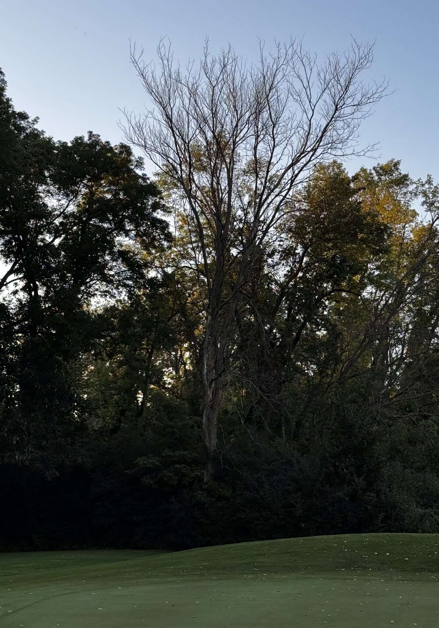 Homeowner’s Guide – Iron & Oak to dangerous trees