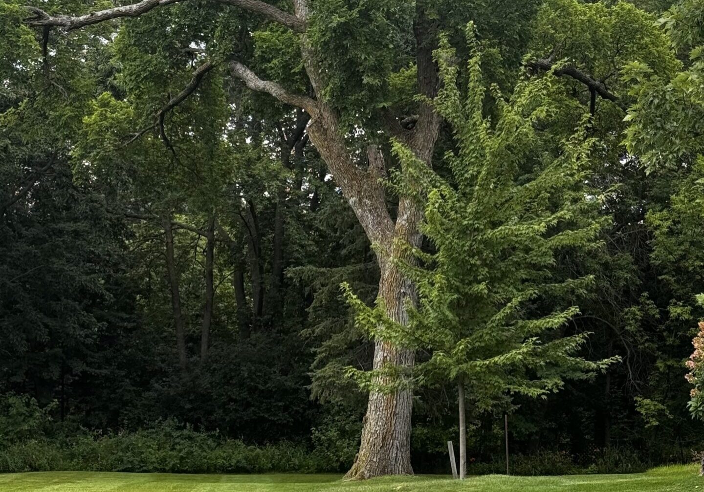 Lino Lakes Tree Service removing large tree safely
