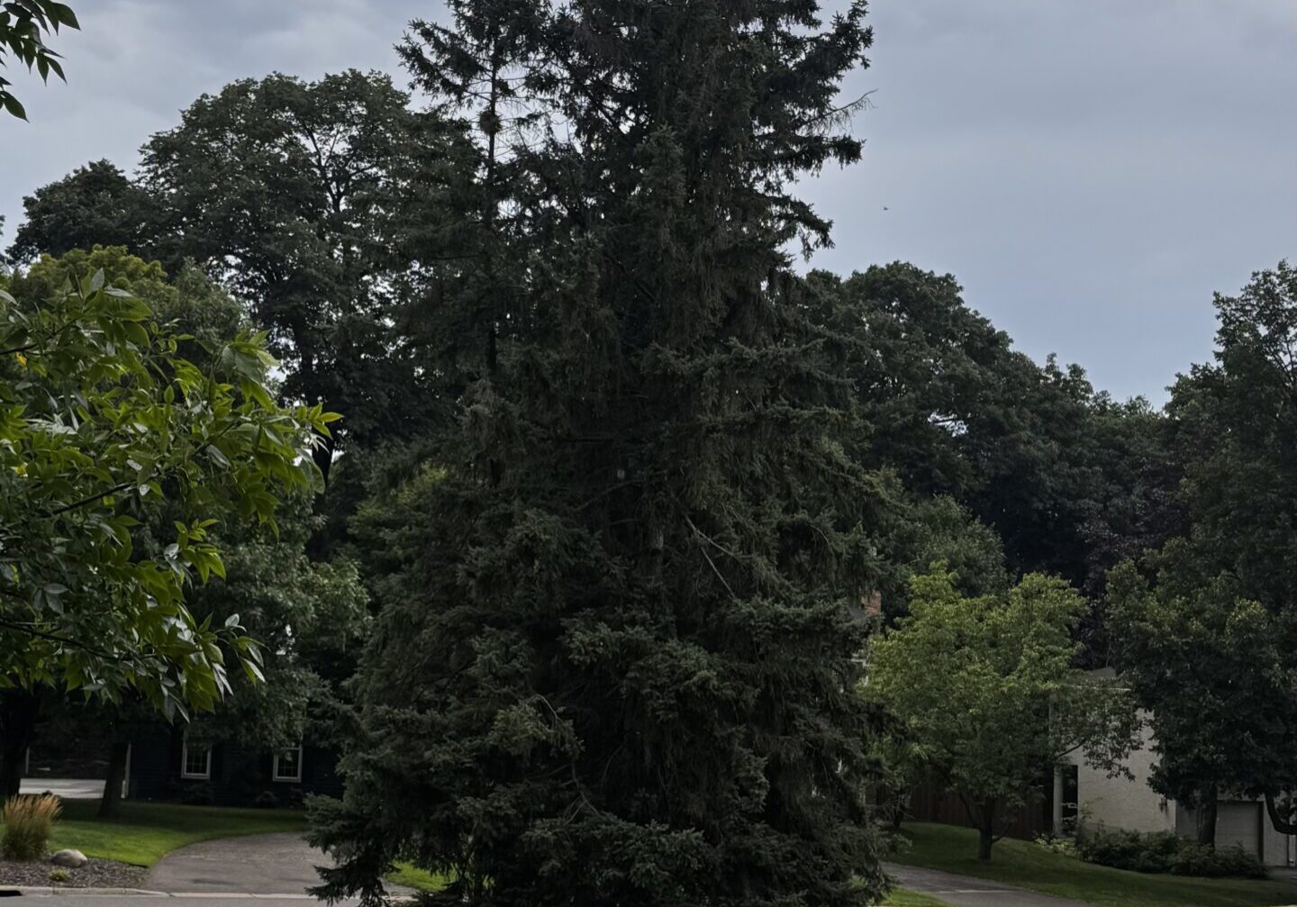 Edina Tree Service removing large oak tree safely
