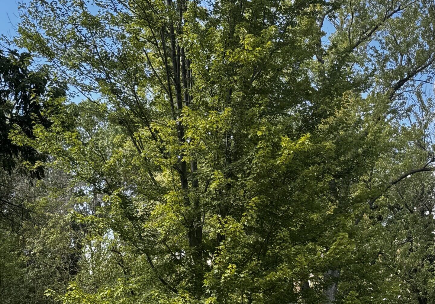 White Bear Lake Tree Service removing large tree near home
