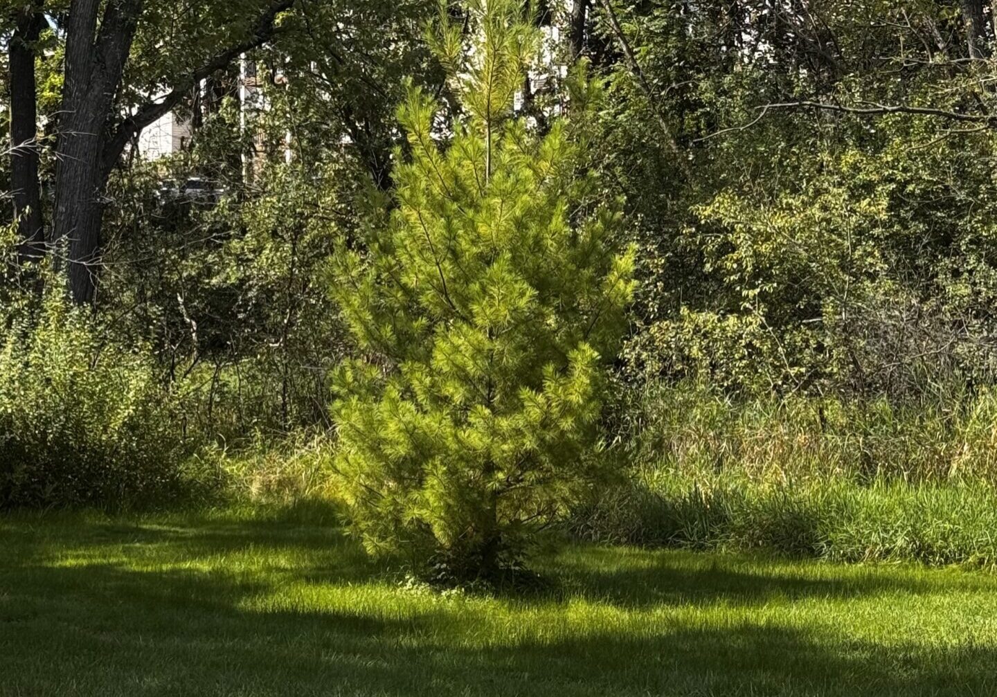 Woodbury Tree Service