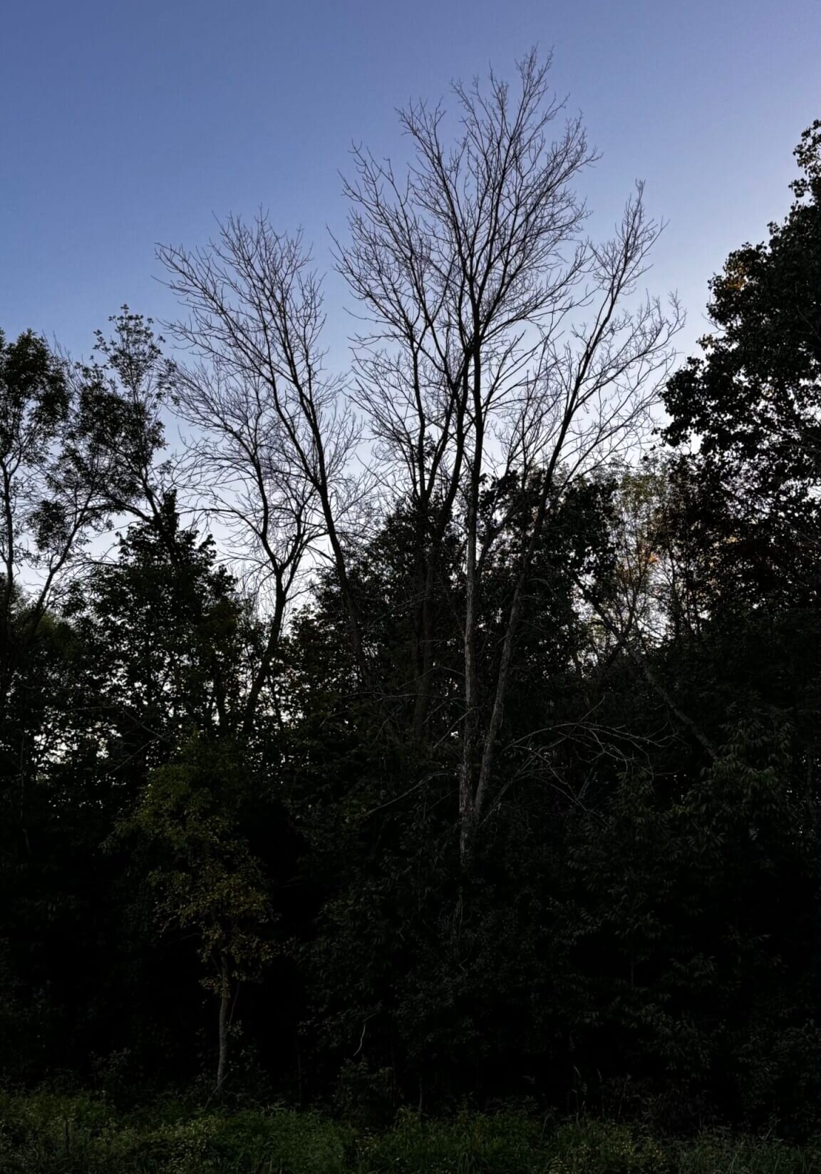How to Tell If a Tree is Dangerous: A Homeowner’s Guide