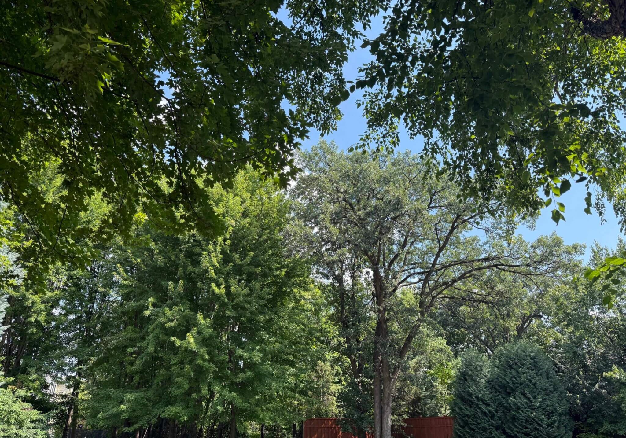 Minneapolis Tree Company performing tree removal service
