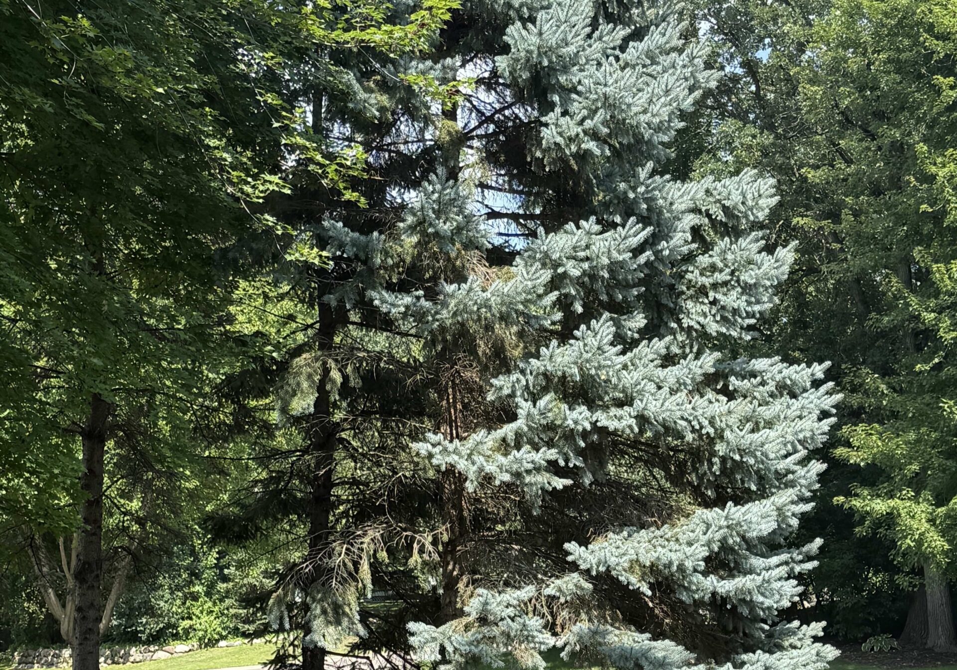 Oak and Iron crew stump grinding in Blaine backyard