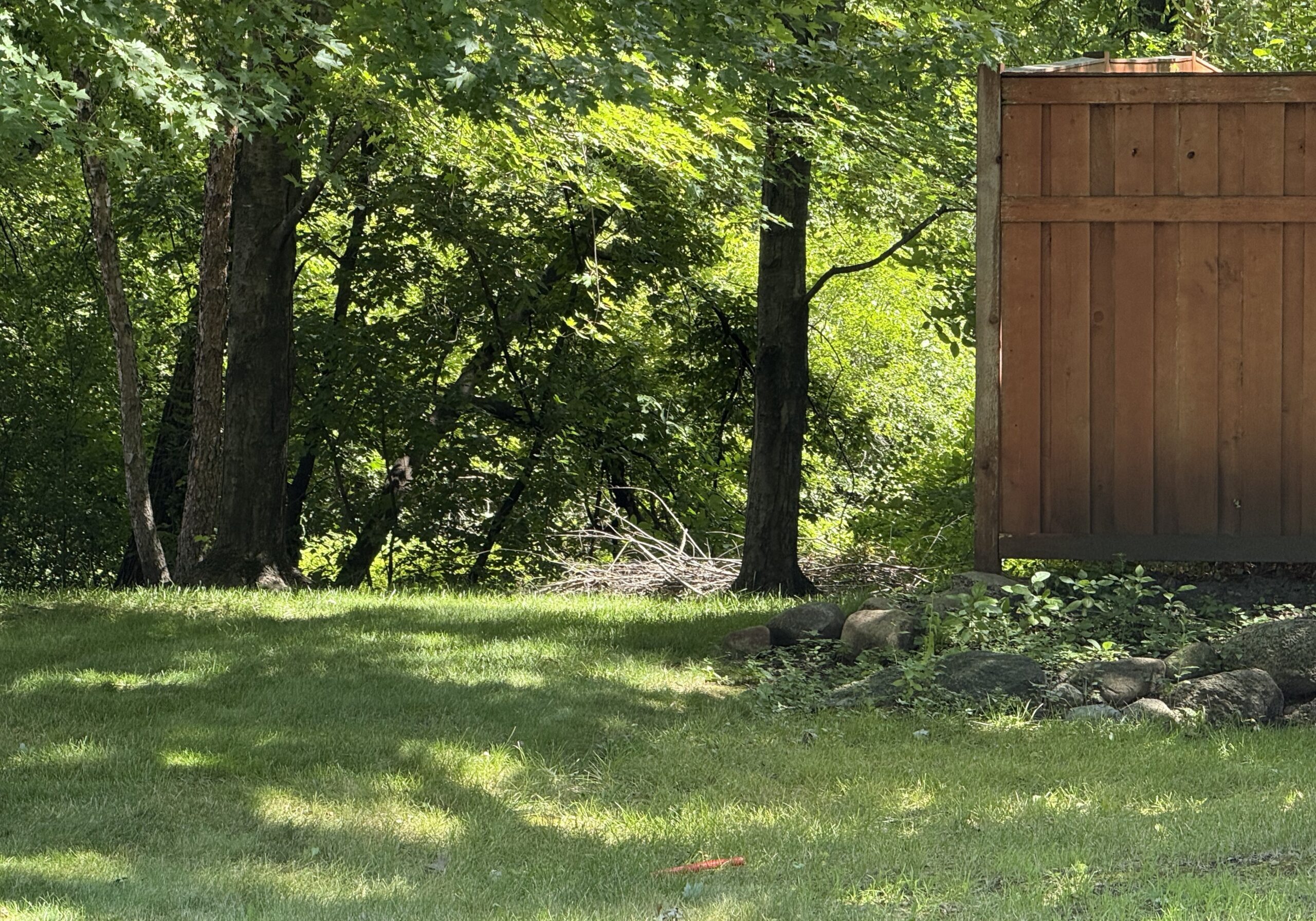 Top Tree Removal Mistakes Homeowners Make