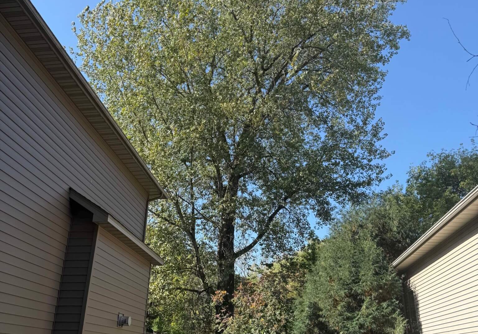 Stump grinding service in Watertown MN backyard